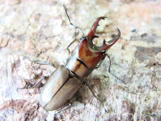 デバリオ　アッサムエンシス